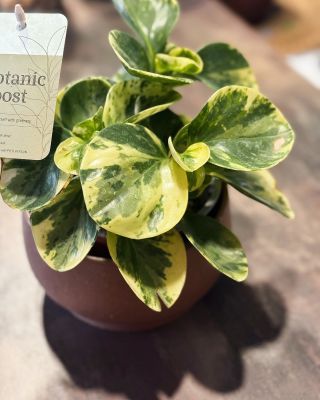 KOUPILA JSEM SI KYTKU 🪴 Respektive - mamča mi koupila kytku, co jsem si vybrala. A mně každá kytka chcípne 🙈. Jakože fakt...